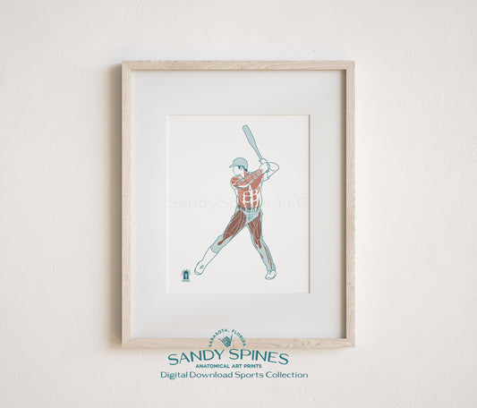 Anatomical illustration of a male baseball player mid-swing or in pitching motion, sports anatomy art print by SandySpines
