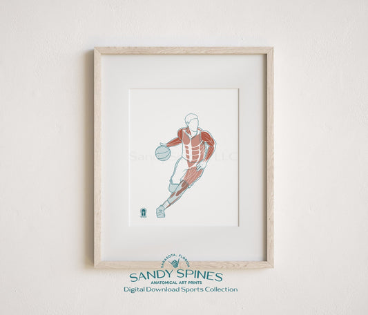 Basketball Anatomy Art Print – Sports Anatomy Digital Download - SandySpines
