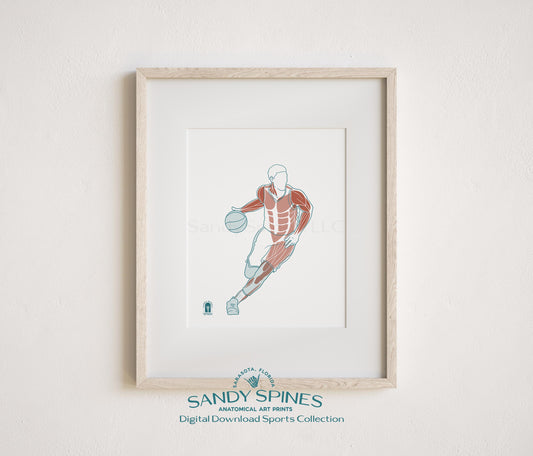 Anatomical illustration of a male football quarterback in throwing position, sports anatomy art print by SandySpines