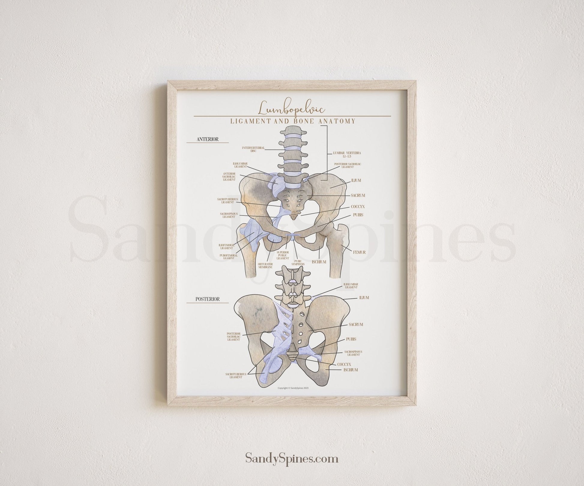 Bone and Ligament Pelvic Anatomy - SandySpines