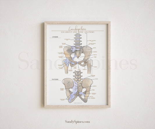 Bone and Ligament Pelvic Anatomy - SandySpines