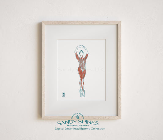 Anatomical illustration of a female ballerina en pointe, sports anatomy art print by SandySpines
