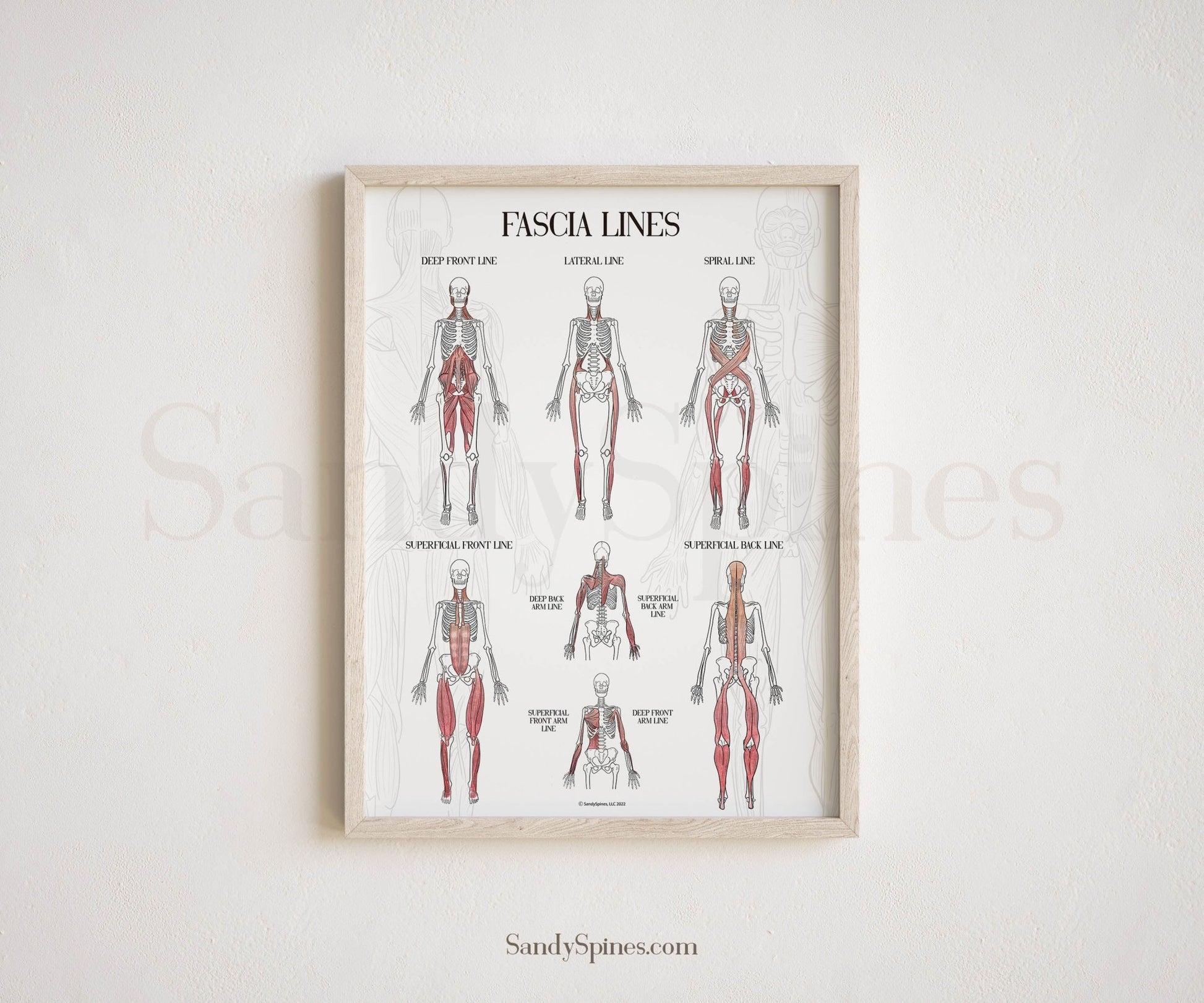 Fascia Anatomy Poster - SandySpines