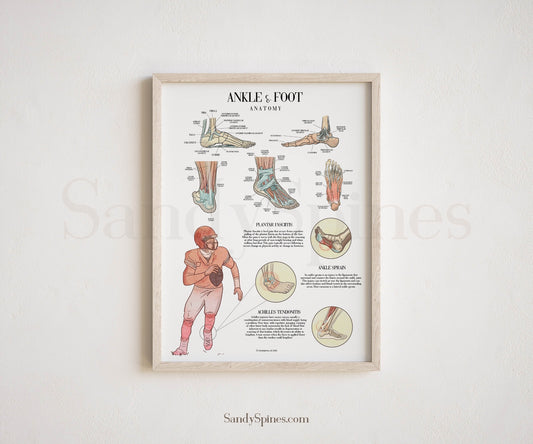 Foot and ankle anatomy poster by SandySpines. Poster describes injuries and anatomy to the foot and ankle. 