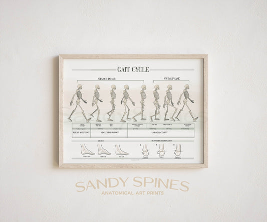 Gait Analysis Poster - SandySpines