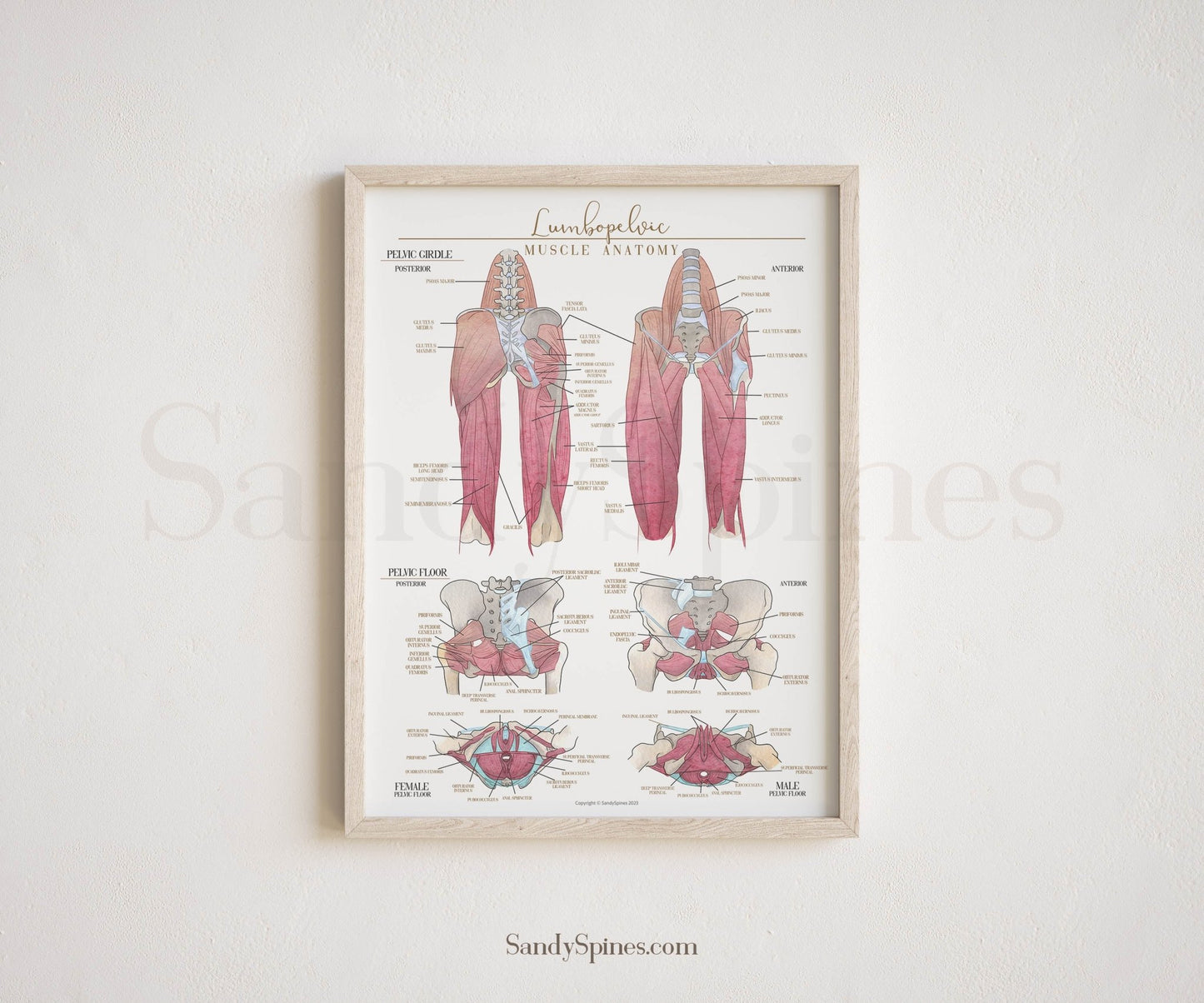 Hip and Leg Anatomy Poster - SandySpines