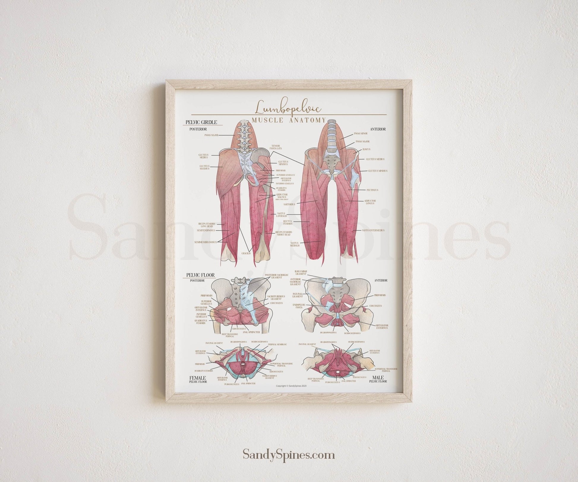 Hip and Leg Anatomy Poster - SandySpines