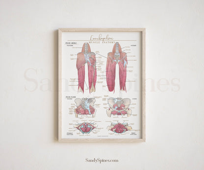 Hip and Leg Anatomy Poster - SandySpines