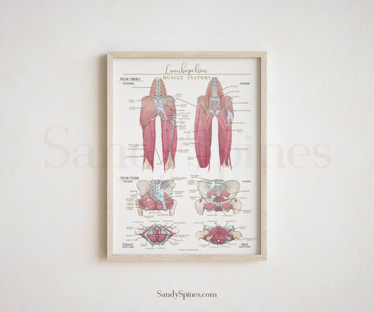 Hip and Leg Anatomy Poster - SandySpines
