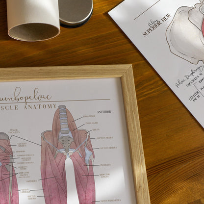 Hip and Leg Anatomy Poster - SandySpines