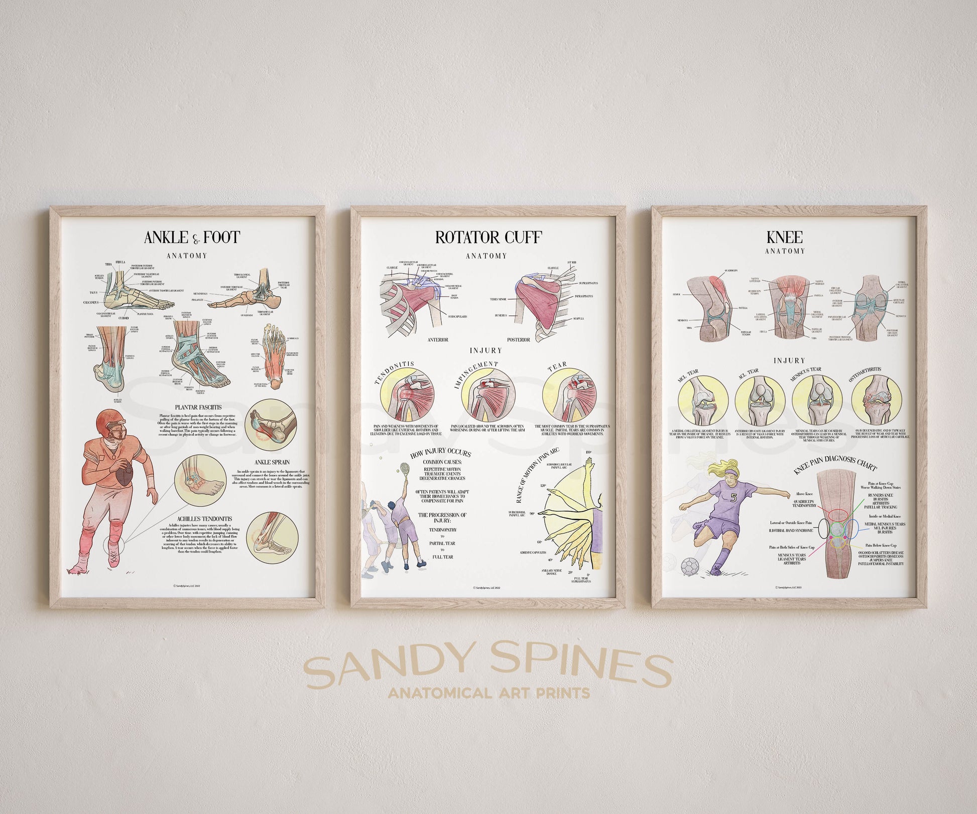 Injury Series Chiropractic posters ankle and foot shoulder and rotator cuff and knee