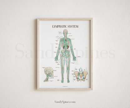 Lymphatic System Anatomy Poster