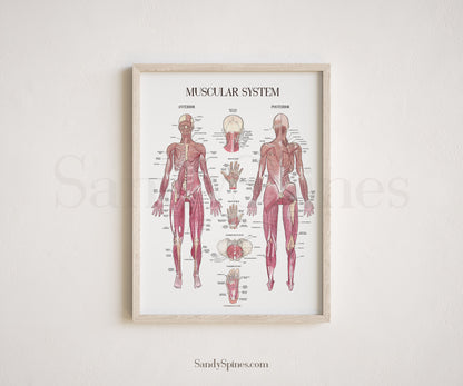 Muscle System Poster