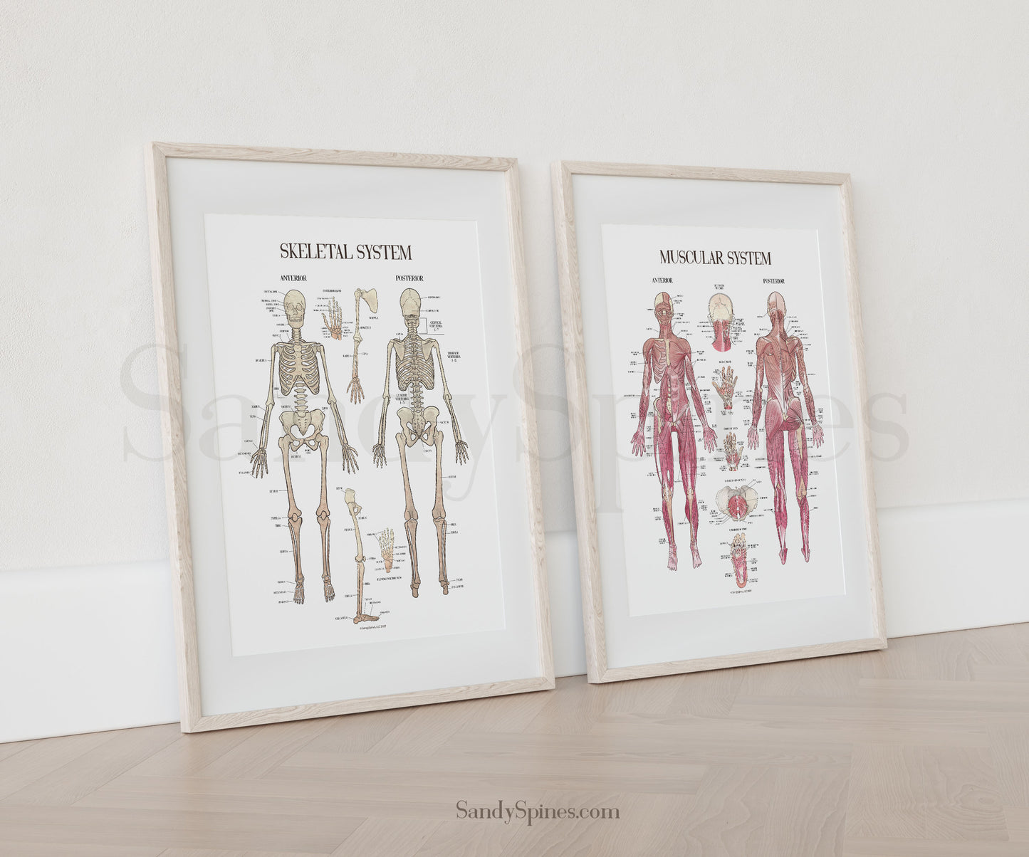 Musculoskeletal System Poster Bundle