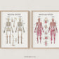 2022 Musculoskeletal System Poster Bundle