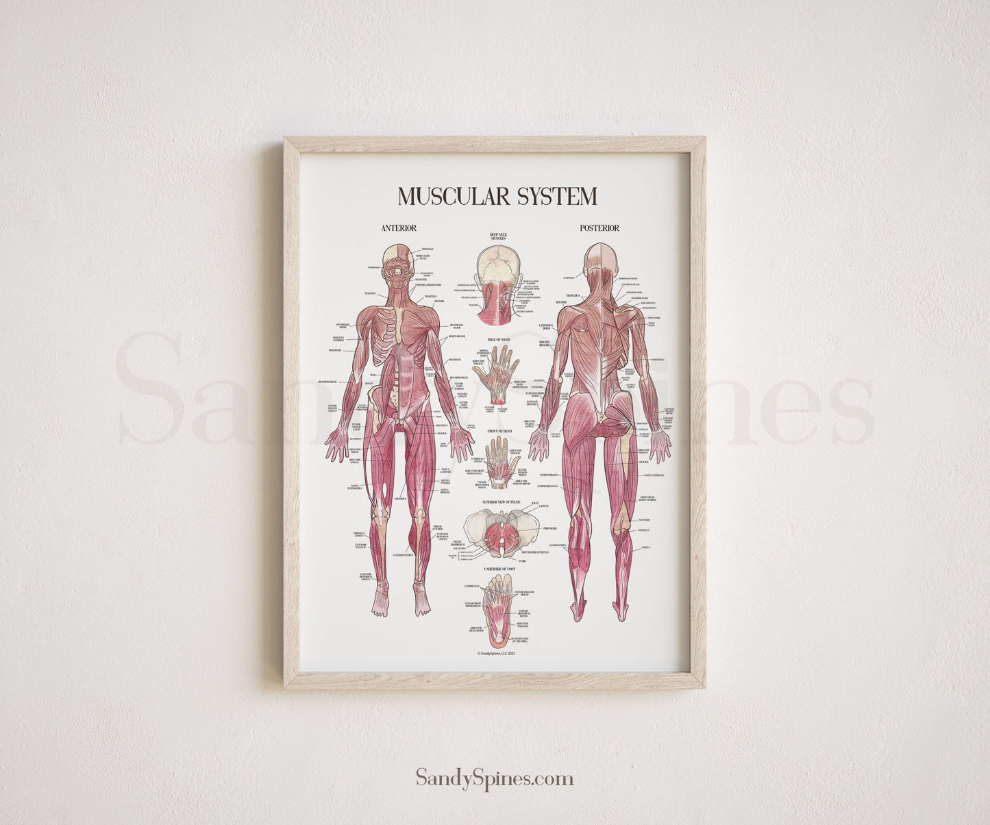 Muscle System Poster - SandySpines