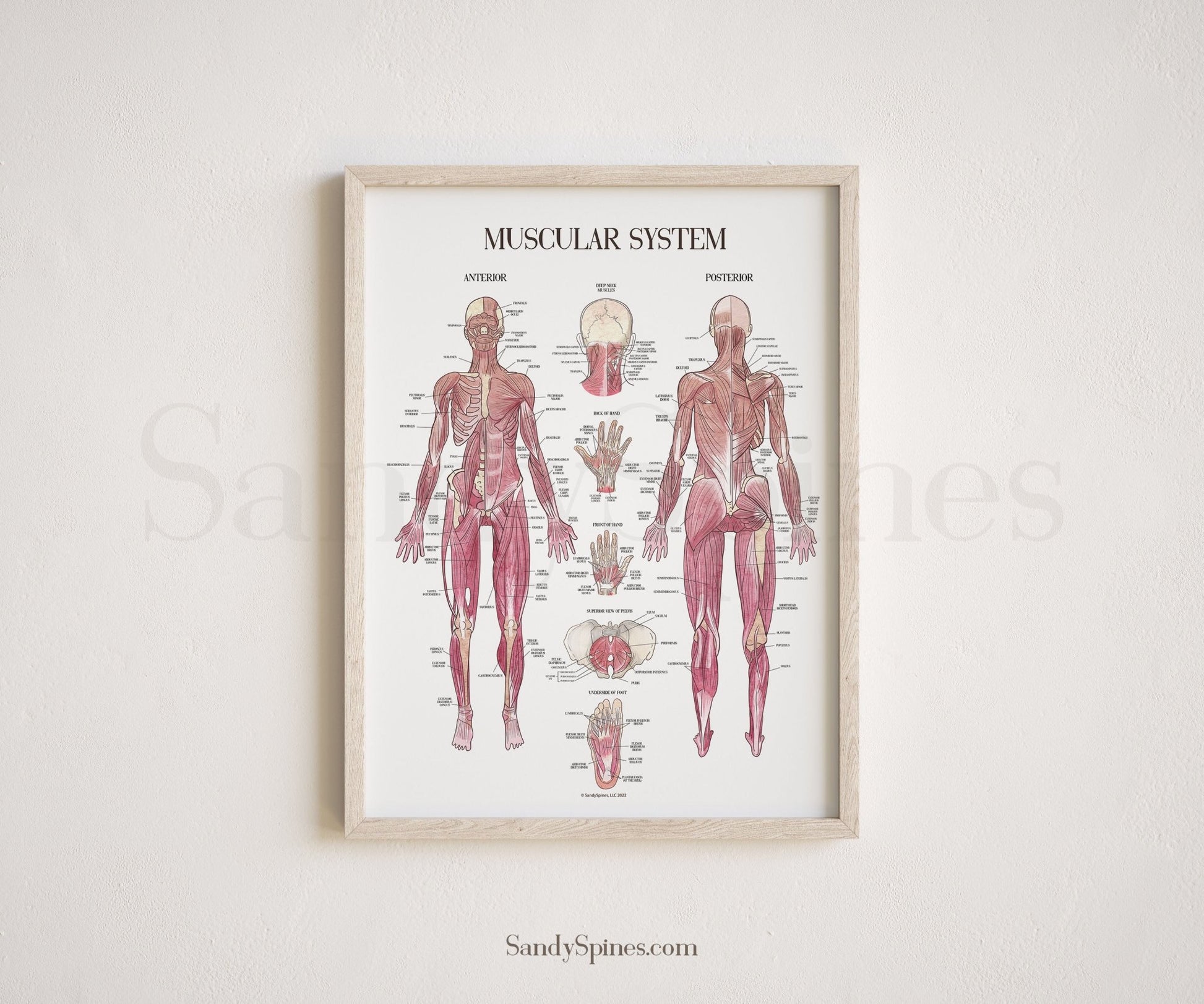 Muscle System Poster - SandySpines