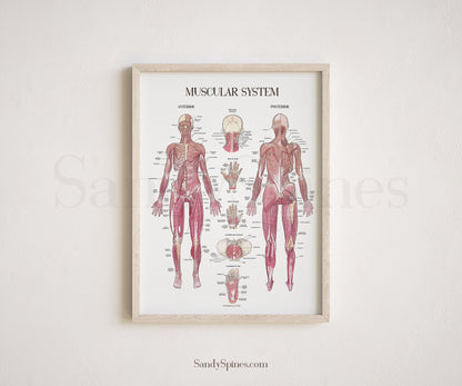 Muscle System Poster - SandySpines