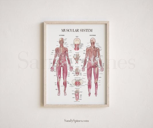 Muscle System Poster - SandySpines
