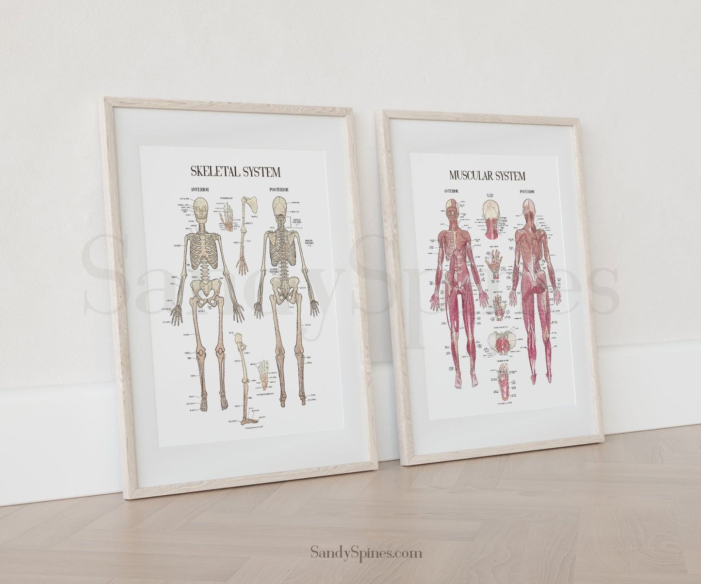 Musculoskeletal System Poster Bundle - SandySpines