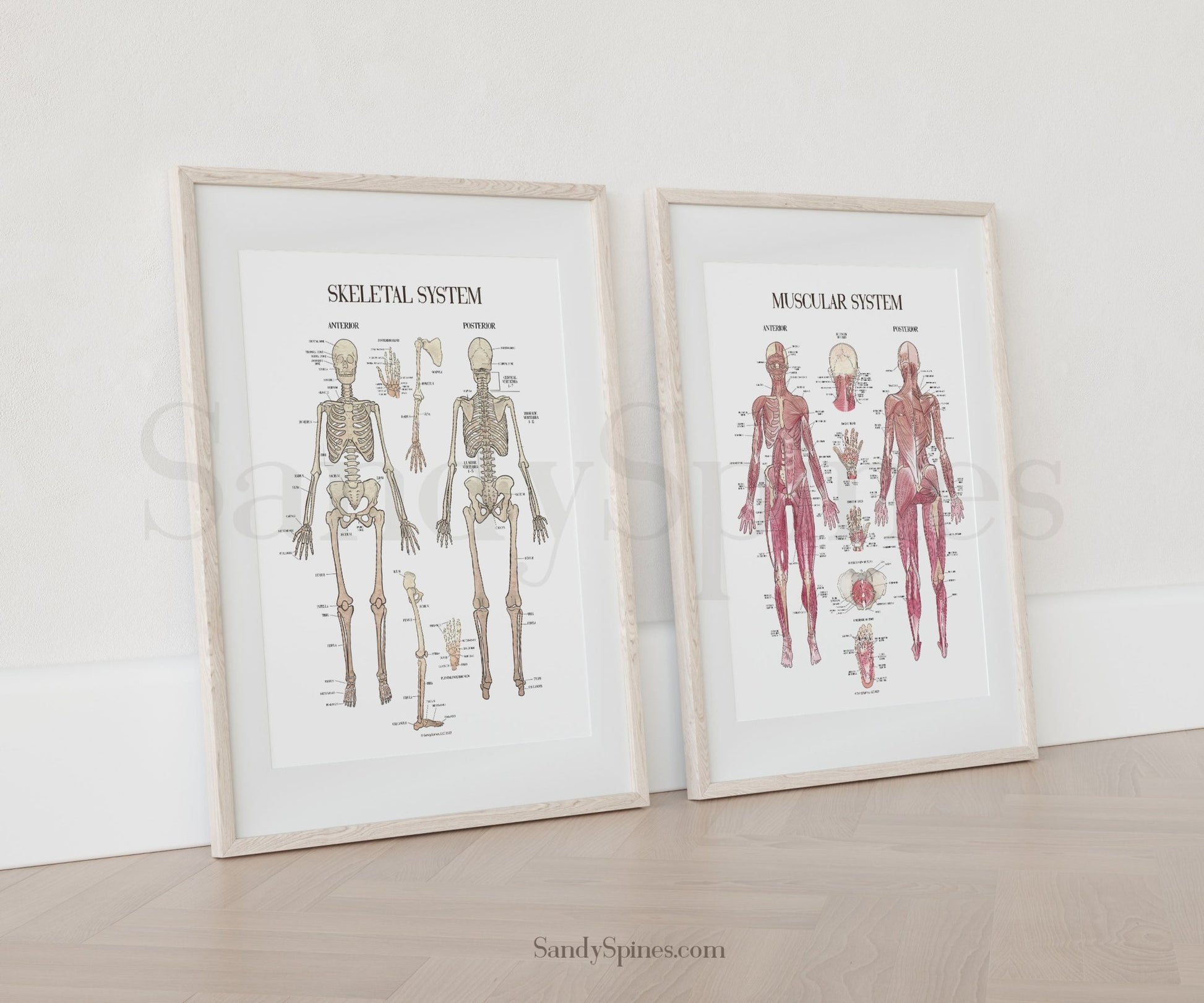 Musculoskeletal System Poster Bundle - SandySpines