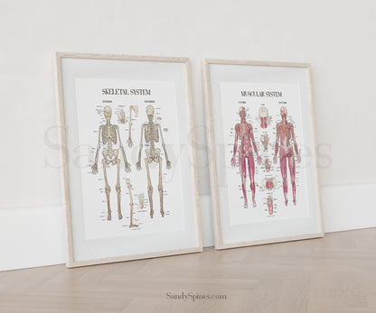 Musculoskeletal System Poster Bundle - SandySpines