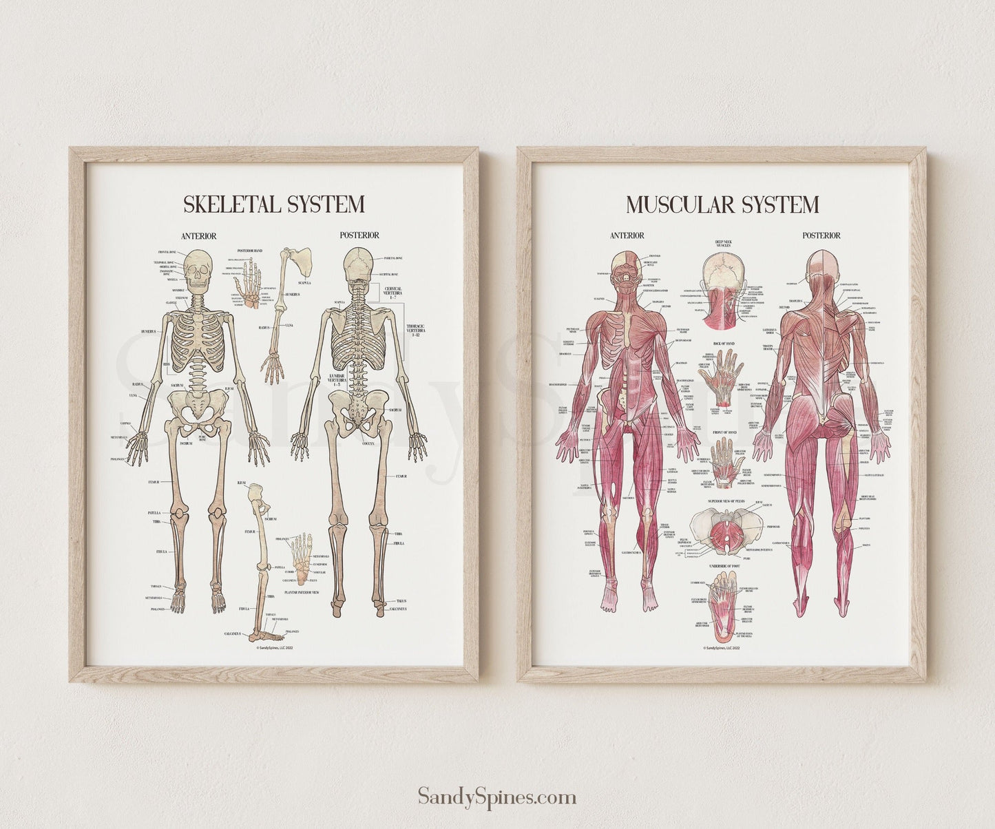 Musculoskeletal System Poster Bundle - SandySpines