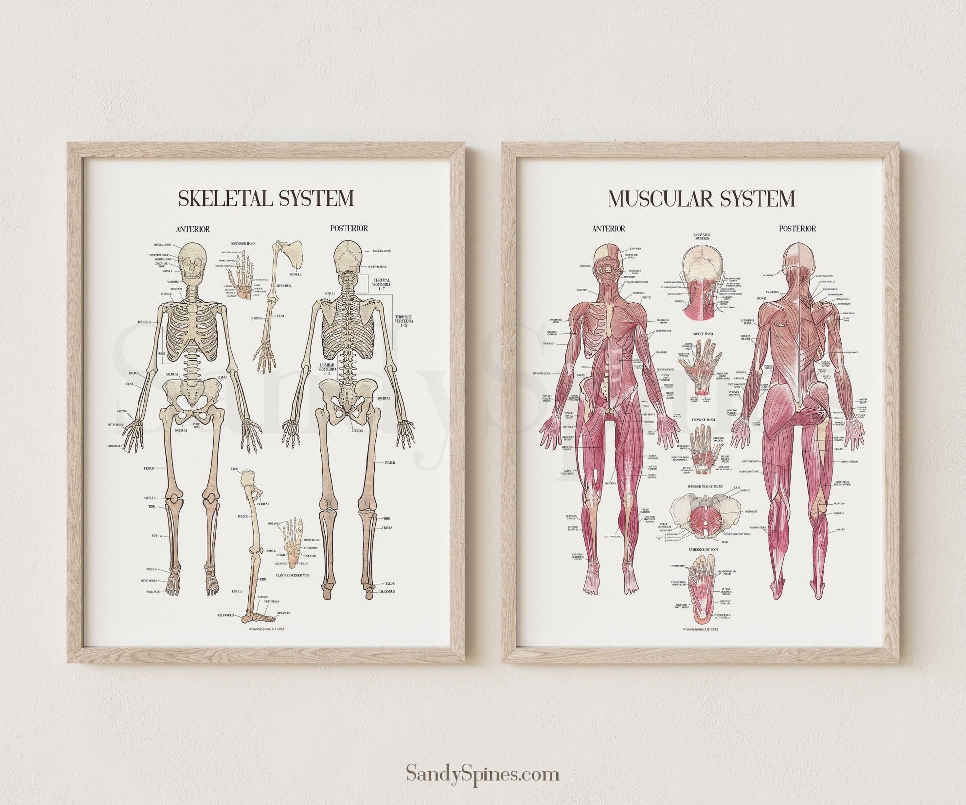 Musculoskeletal System Poster Bundle - SandySpines