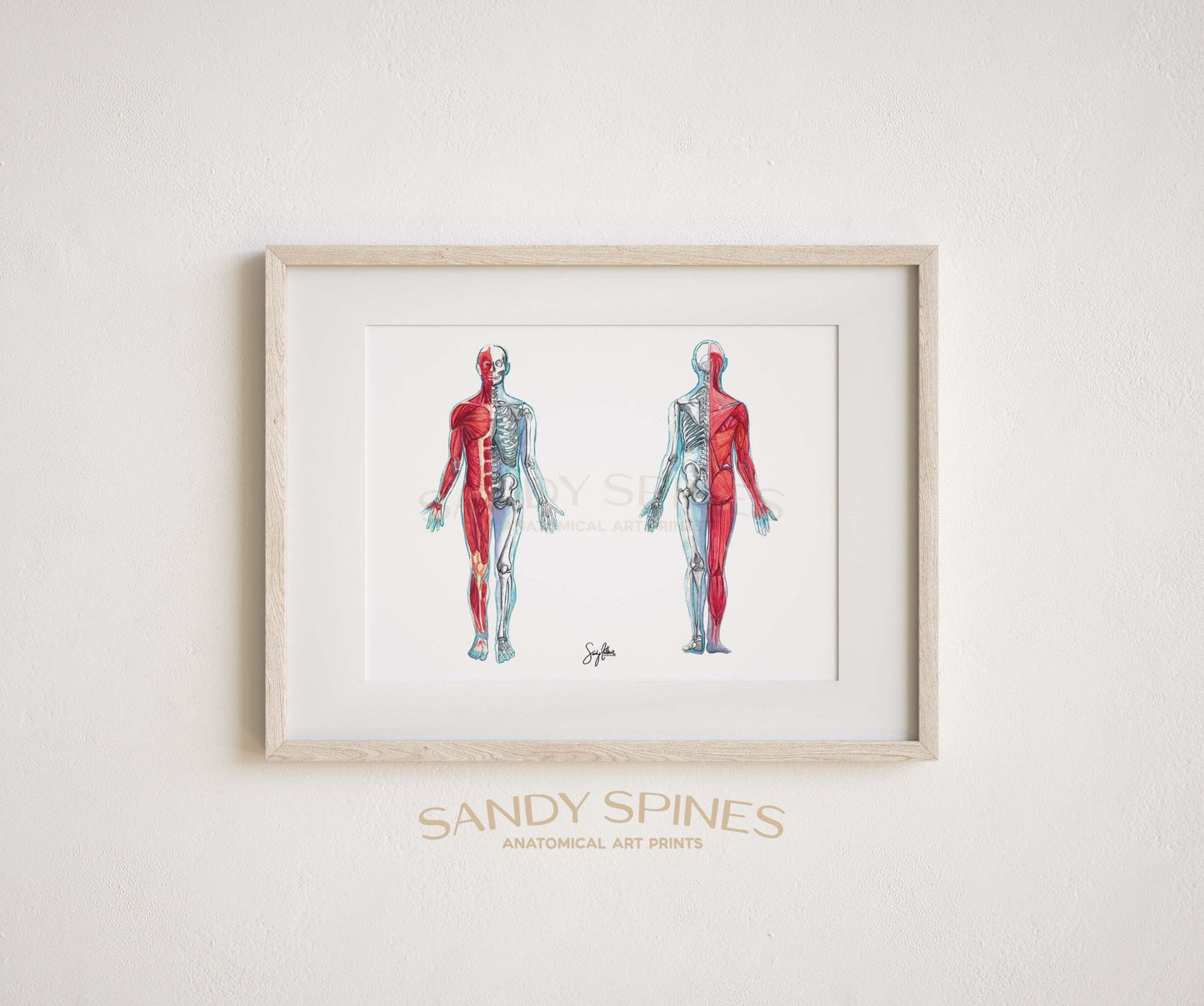Musculoskeletal System Watercolor Print - SandySpines