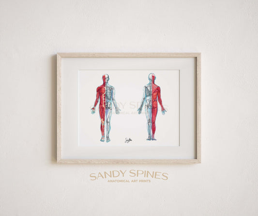 Musculoskeletal System Watercolor Print - SandySpines