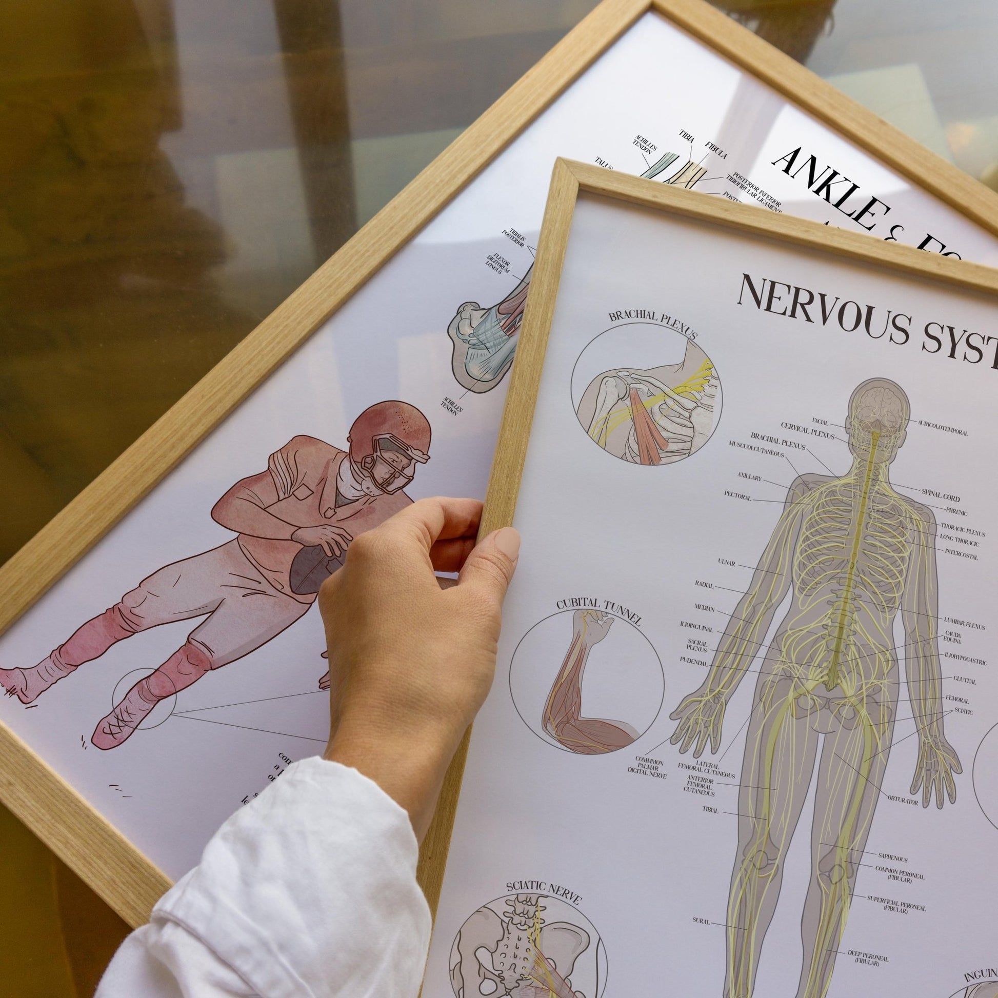 Nerve Anatomy Poster - SandySpines