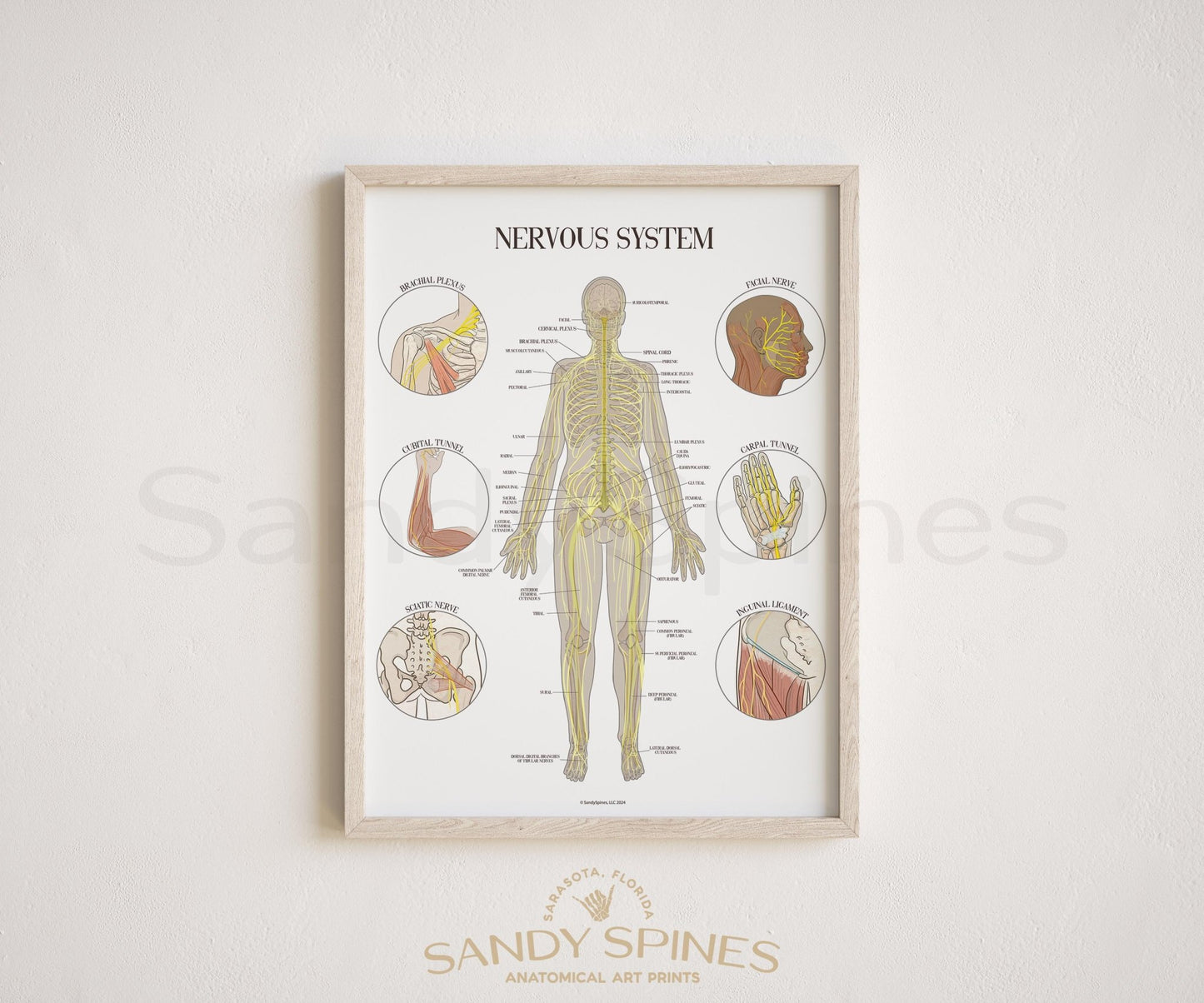 Nerve Anatomy Poster - SandySpines