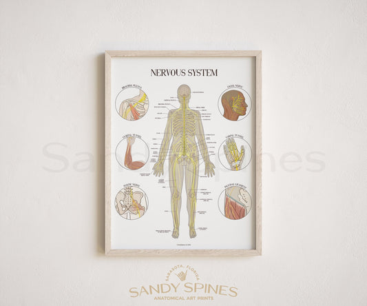 Nerve Anatomy Poster - SandySpines