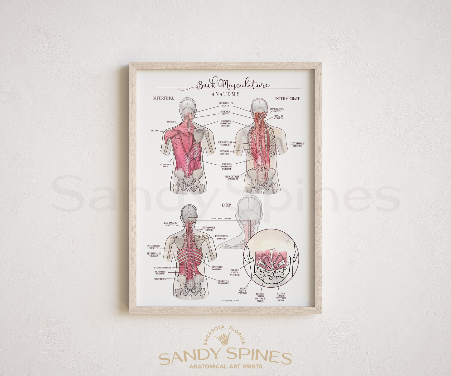 Back Muscle Anatomy Poster