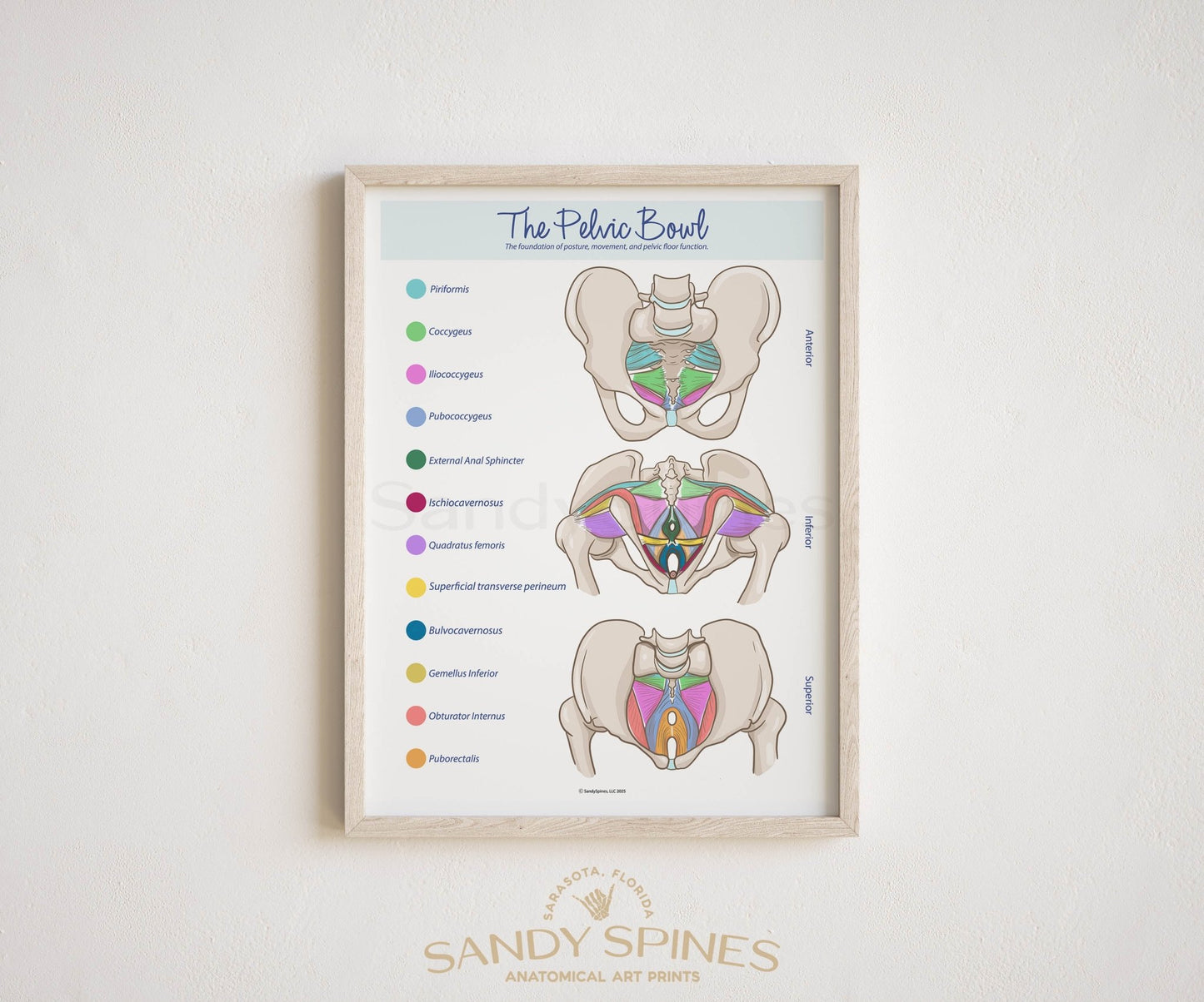 Pelvic Bowl Poster - Color - SandySpines