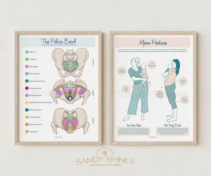 Pelvic Bowl Poster - Color - SandySpines