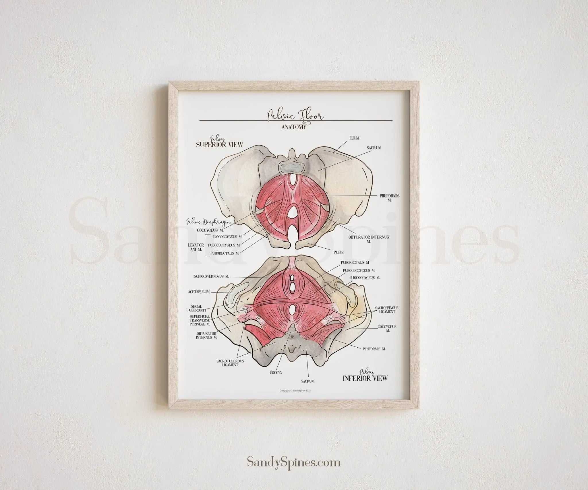Chiropractic & Physical Therapy Anatomy Posters – SandySpines