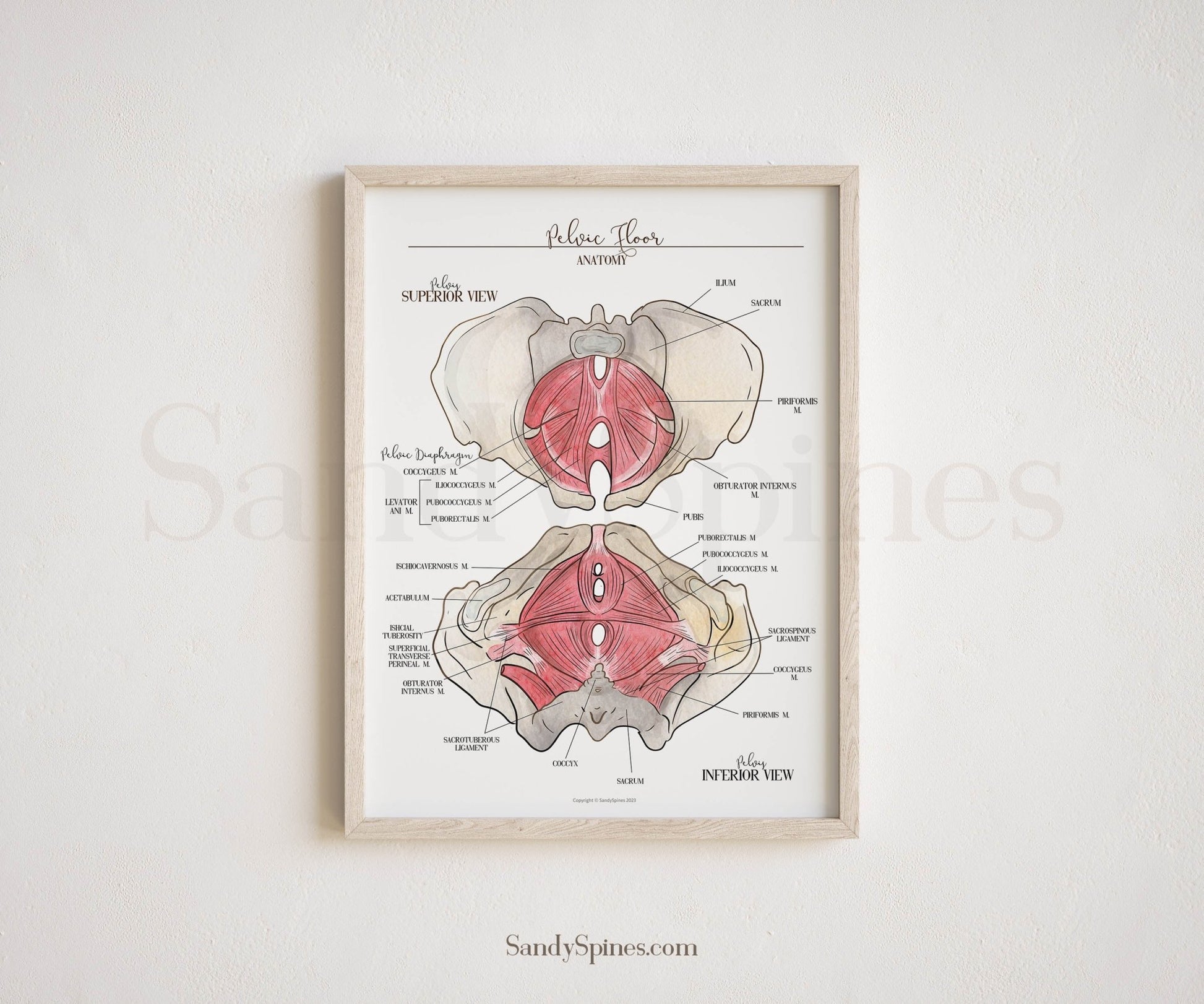 Pelvic Floor Anatomy Poster (Revised) - SandySpines