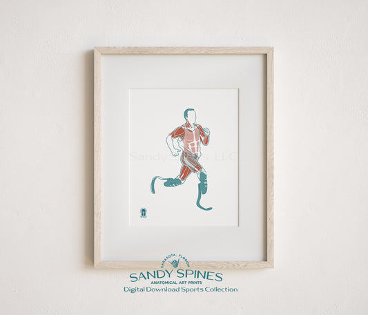 Anatomical illustration of a male Paralympic runner with running blades in full sprint, sports anatomy art print by SandySpines

