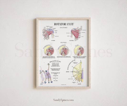 Rotator cuff anatomy and injuries associated with it chiropractic and physical therapy modern posters by SandySpines 