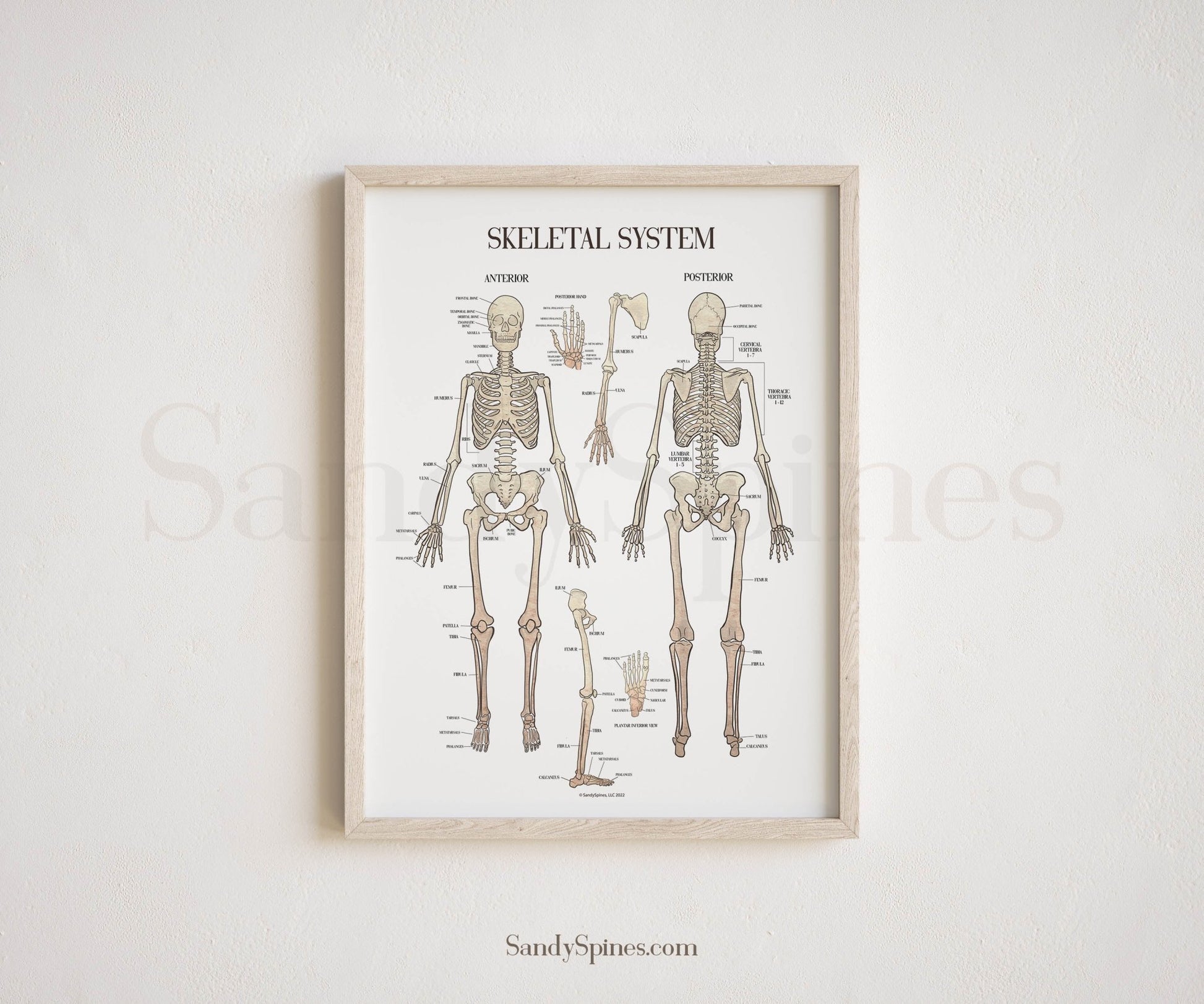 Skeletal System Poster - SandySpines