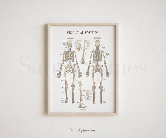 Skeletal System Poster - SandySpines