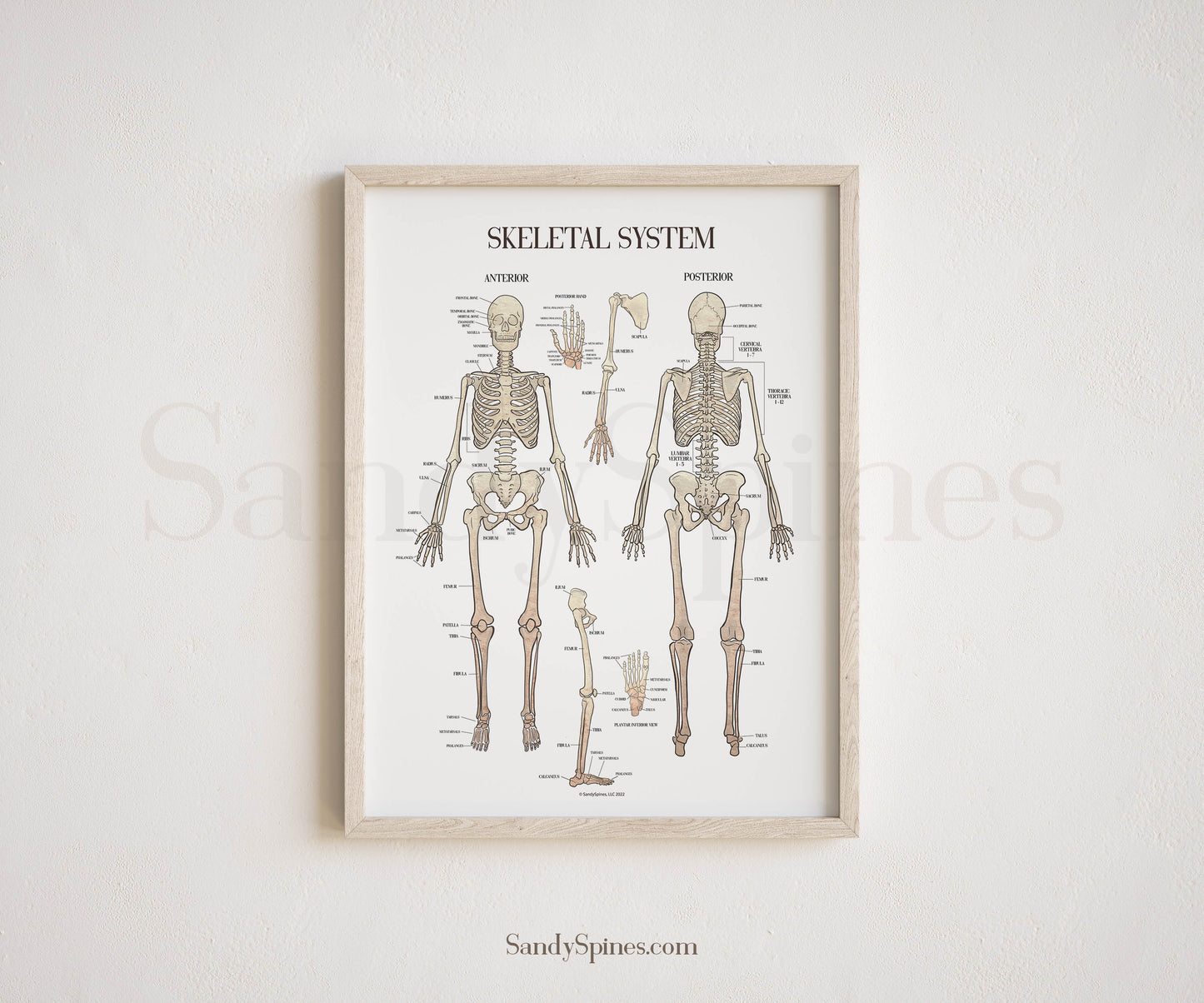 Skeletal System Poster