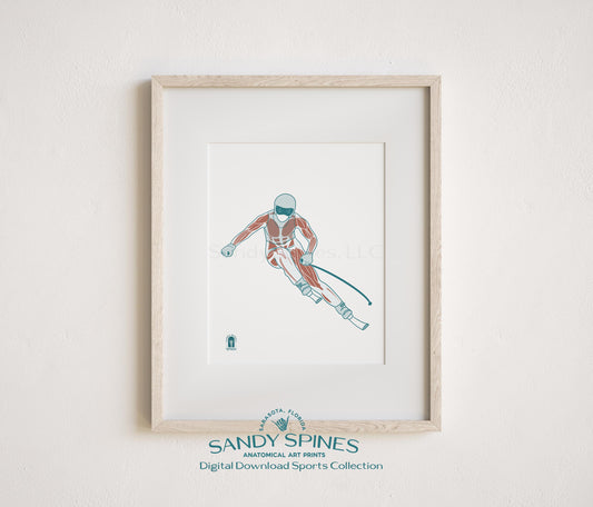 Anatomical illustration of a female downhill skier in a racing tuck position, sports anatomy art print by SandySpines