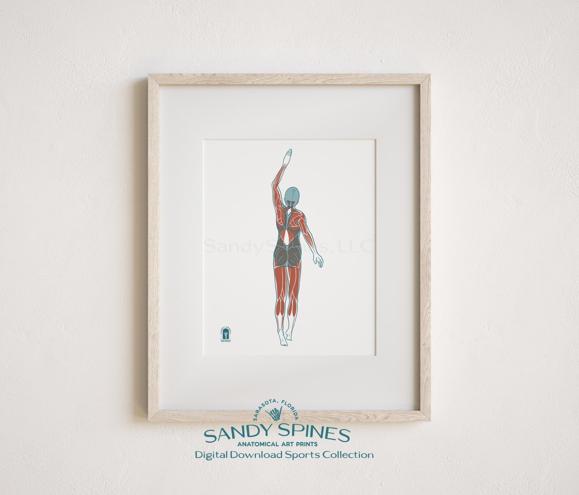 Swimming Anatomy Art Print – Female Swimmer Sports Anatomy Download - SandySpines