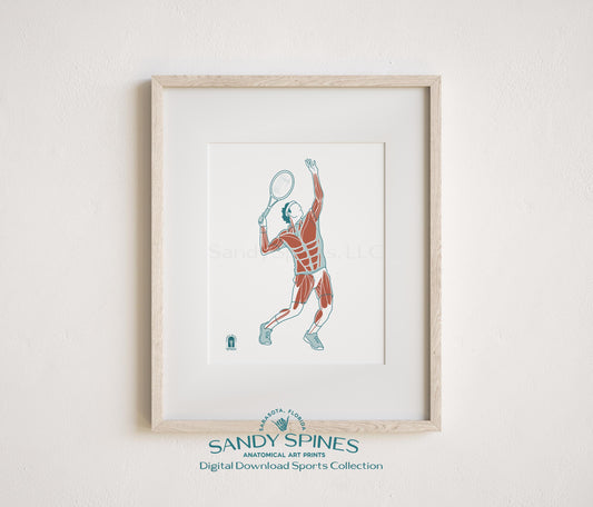 Anatomical illustration of a male tennis player in serving or forehand position, sports anatomy art print by SandySpines
