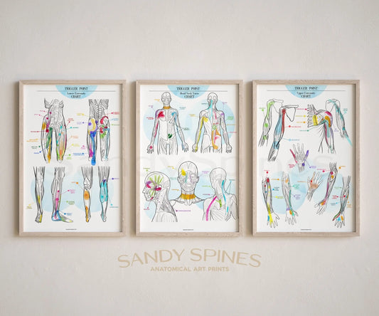 Trigger Point Collection Trigger Point Charts & Posters | SandySpines