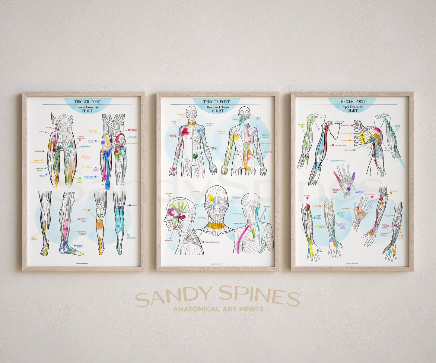 Trigger Point Charts | Set of 3 Posters - SandySpines