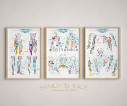 Trigger Point Charts | Set of 3 Posters - SandySpines