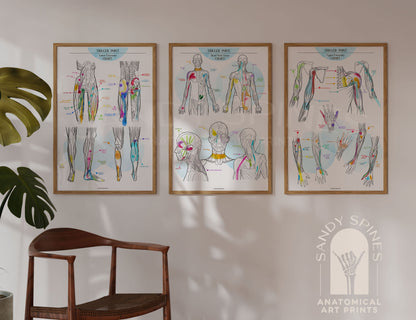 Trigger Point Charts | Set of 3 Posters